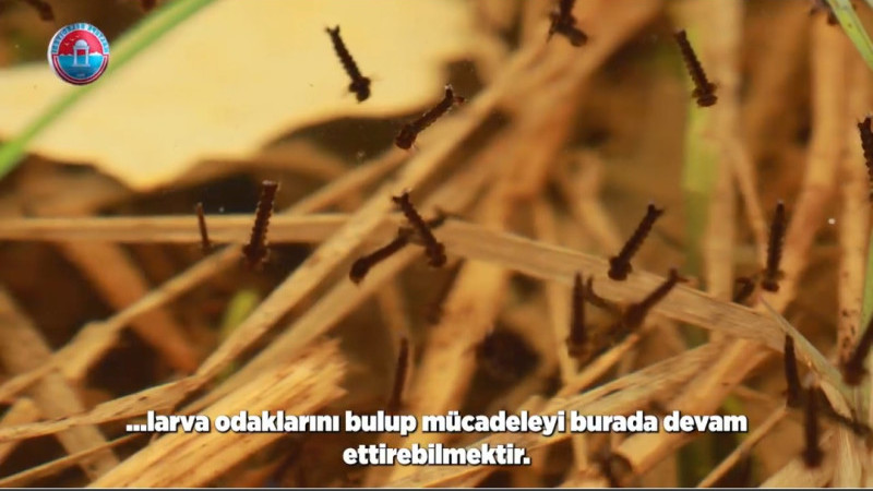 MALTEPE BELEDIYESI'NDEN SIVRISINEK MUCADELE ÇAGRISI