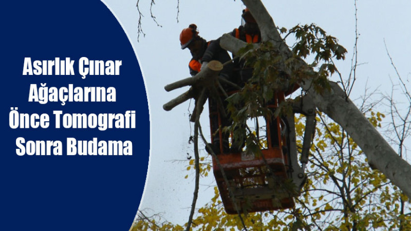 Asırlık Çınar Ağaçlarına Önce Tomografi Sonra Budama
