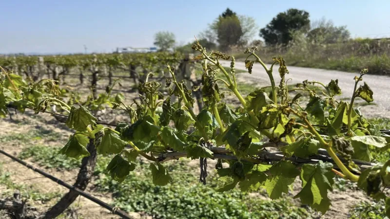 Anahtar'dan Manisa çiftçisine 'don' sonrası destek çağrısı